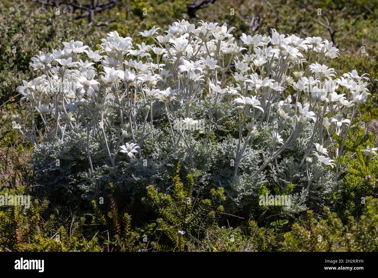 Australian Flannel Flower plant in flower Stock Photo Alamy