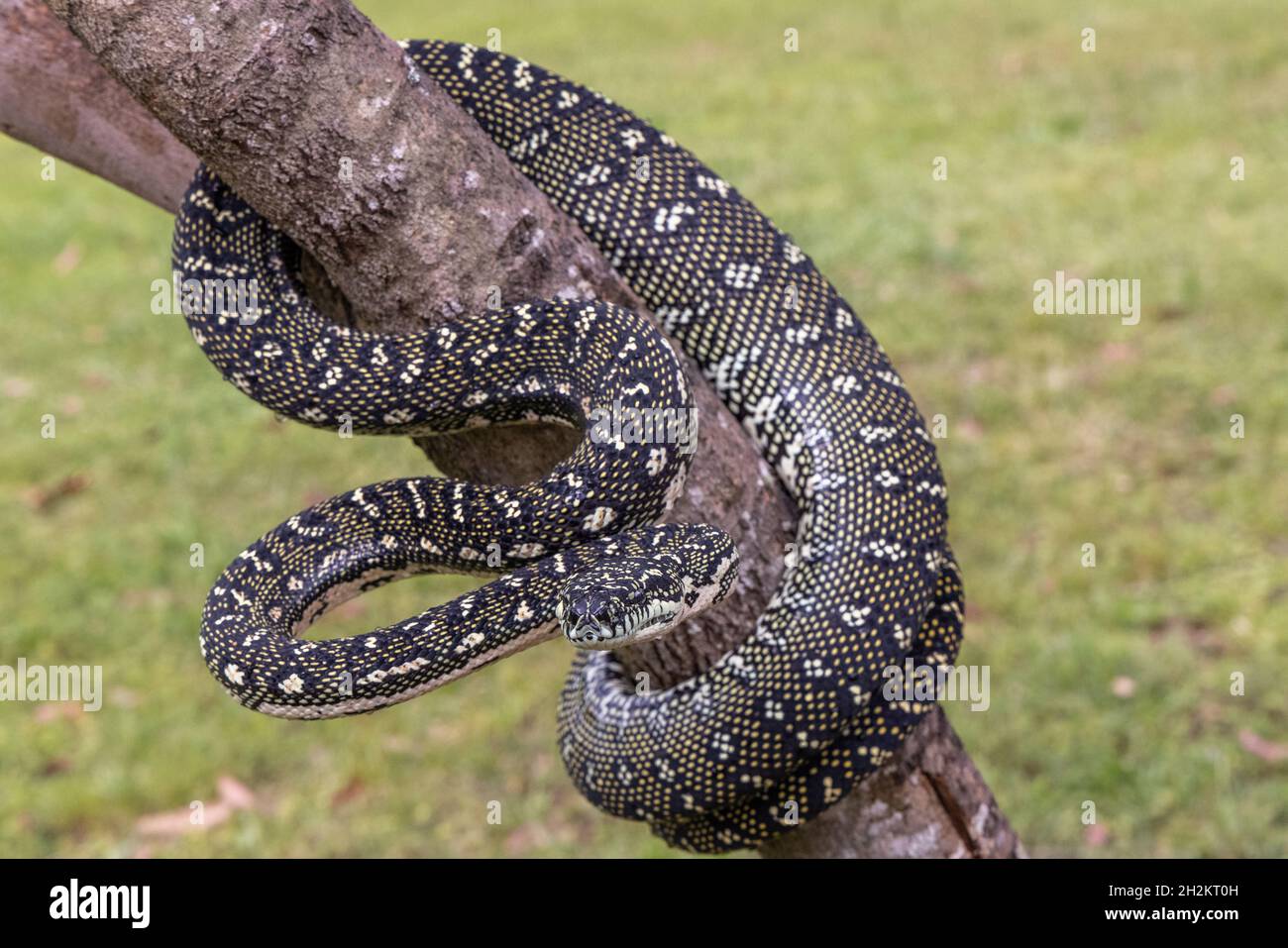 Australian non-venomous Diamond Python Stock Photo