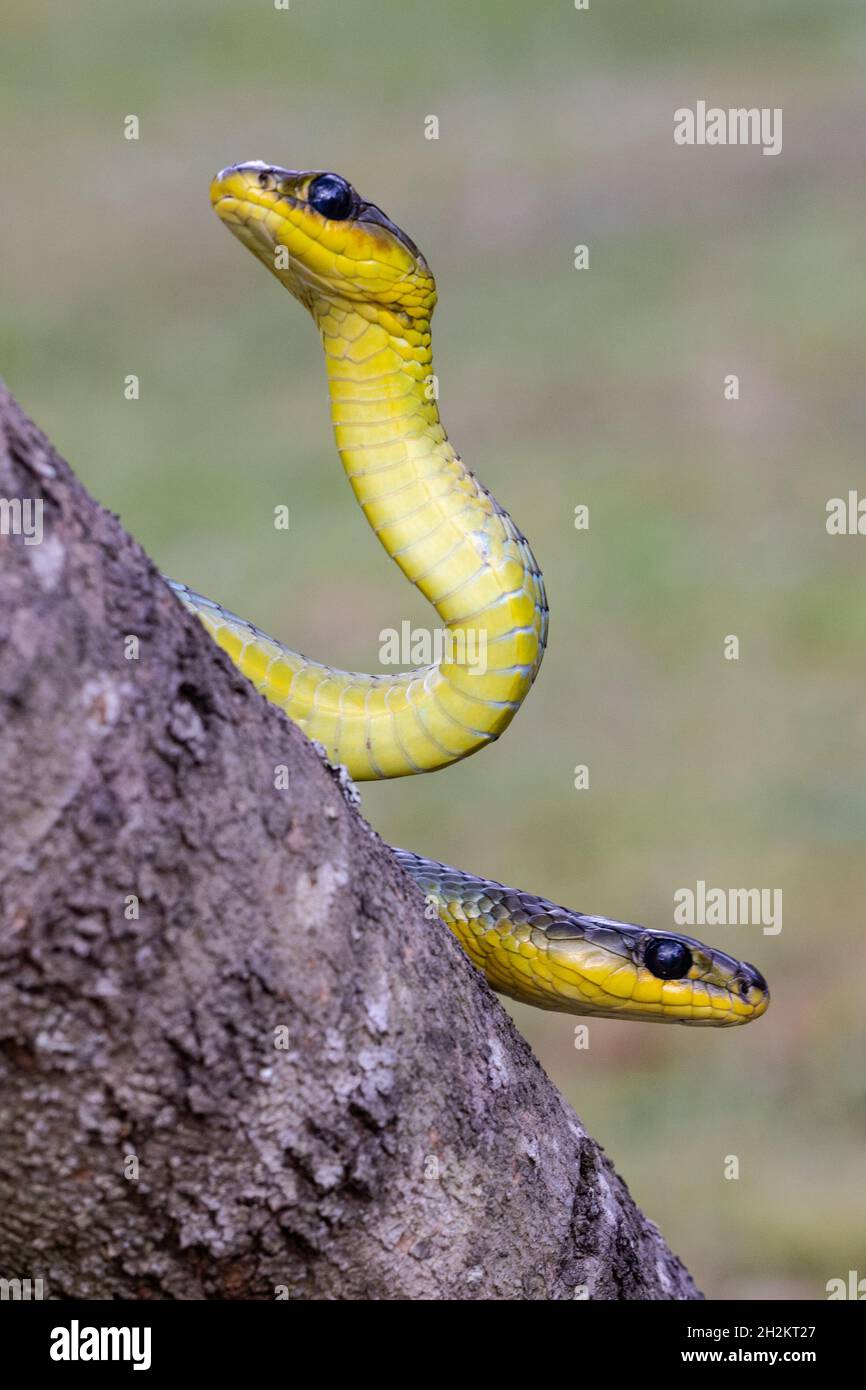Australian non-venomous Common Tree Snakes Stock Photo