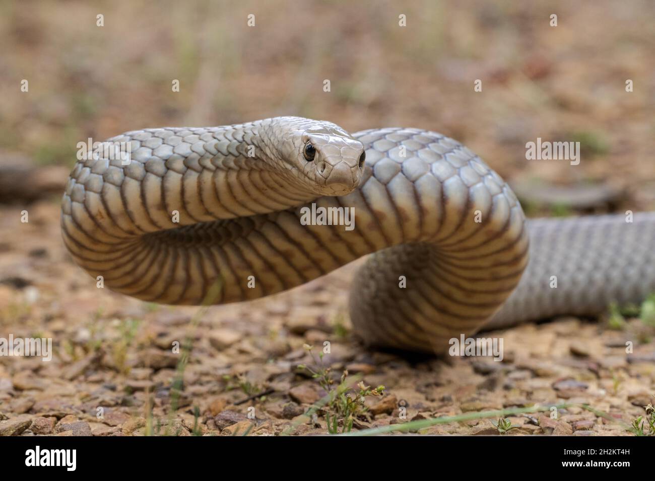 Snake Strike Side View