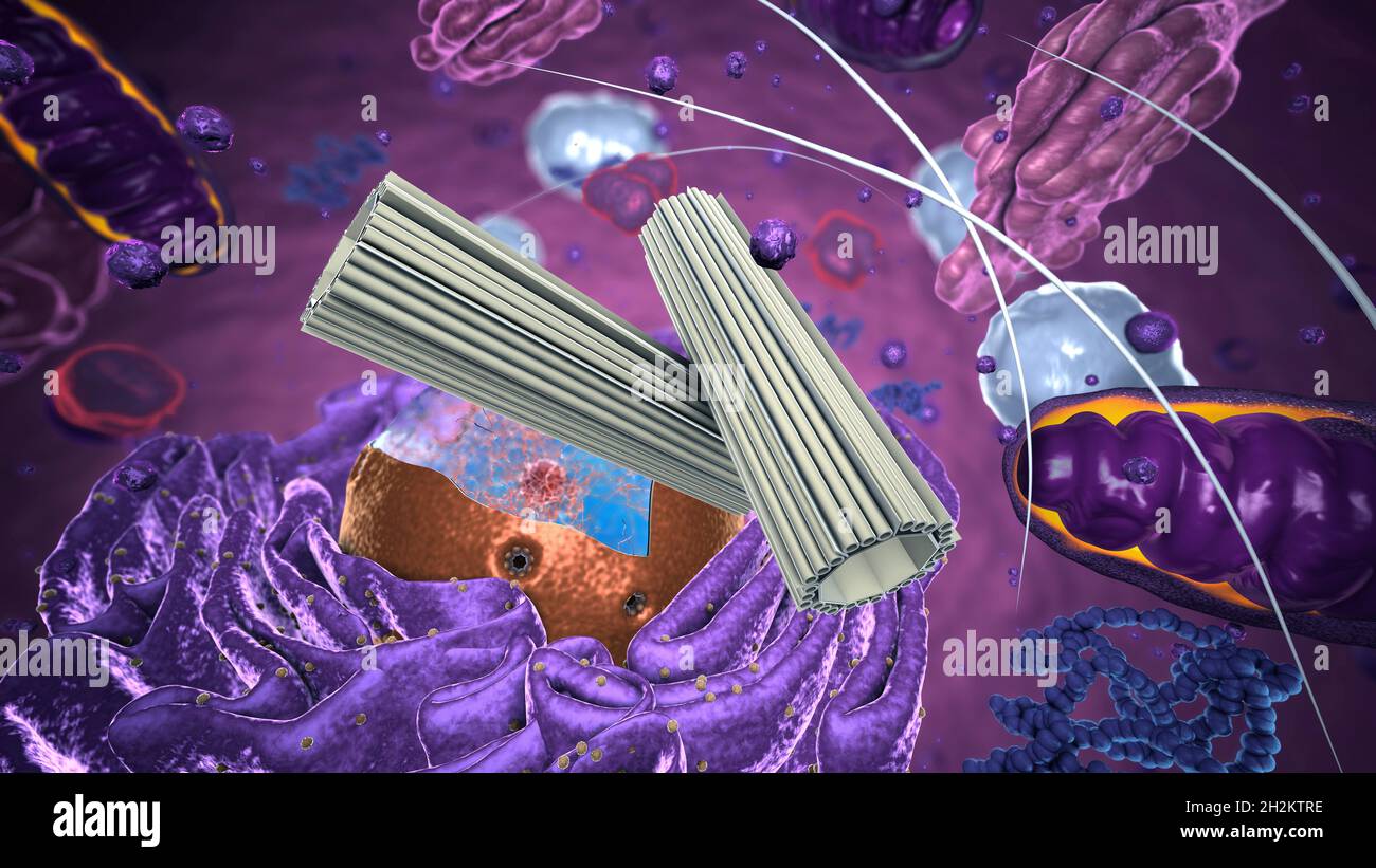 Centrosome hi-res stock photography and images - Alamy