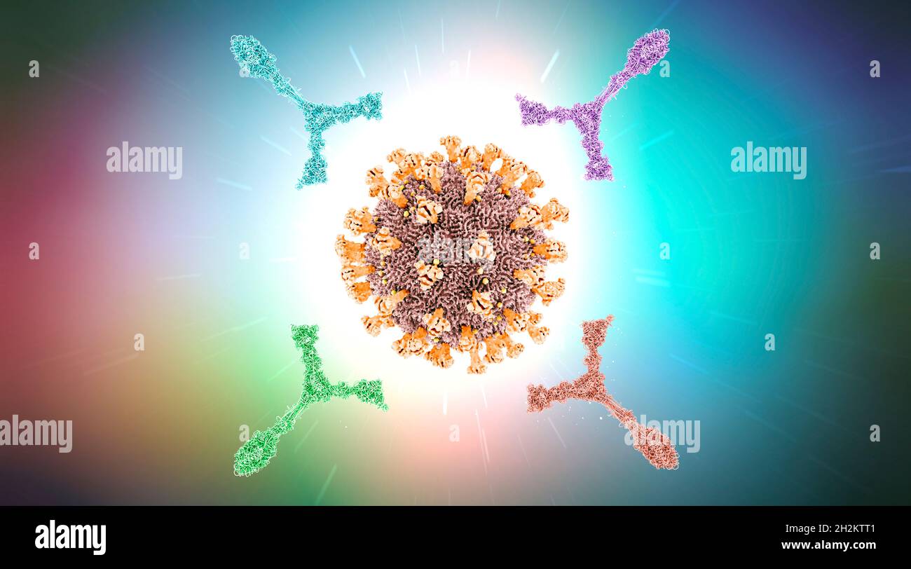 Antibodies attacking virus particle, illustration Stock Photo - Alamy