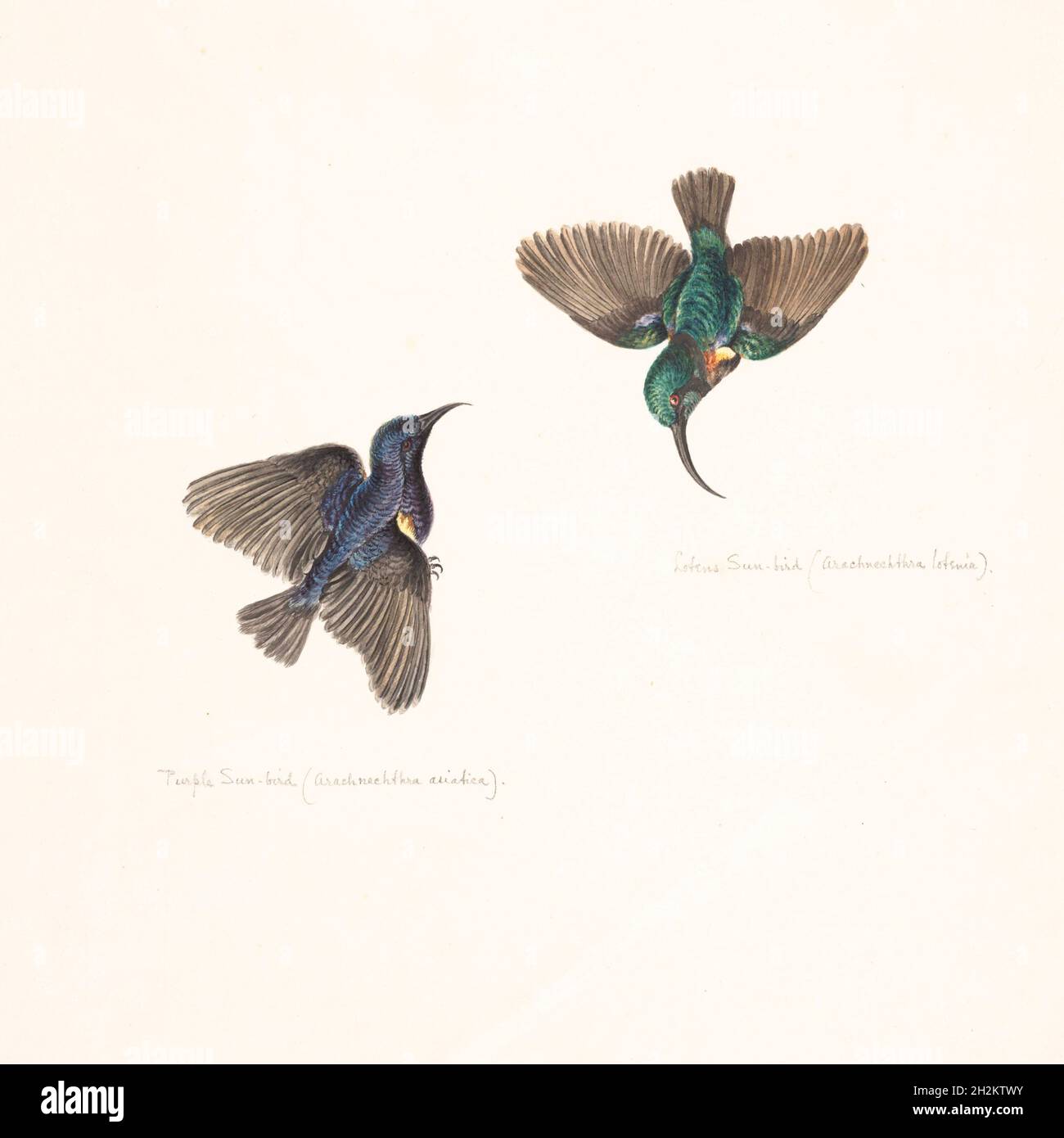Purple and Loten's sunbirds, 18th century illustration Stock Photo