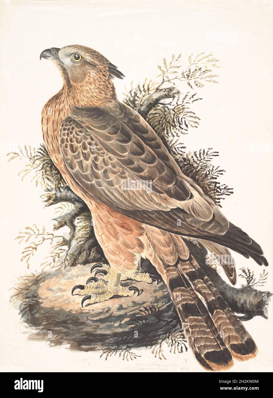 Crested honey buzzard, 18th century illustration Stock Photo