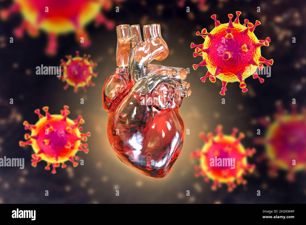 Covid-19 viruses affecting the heart, illustration Stock Photo