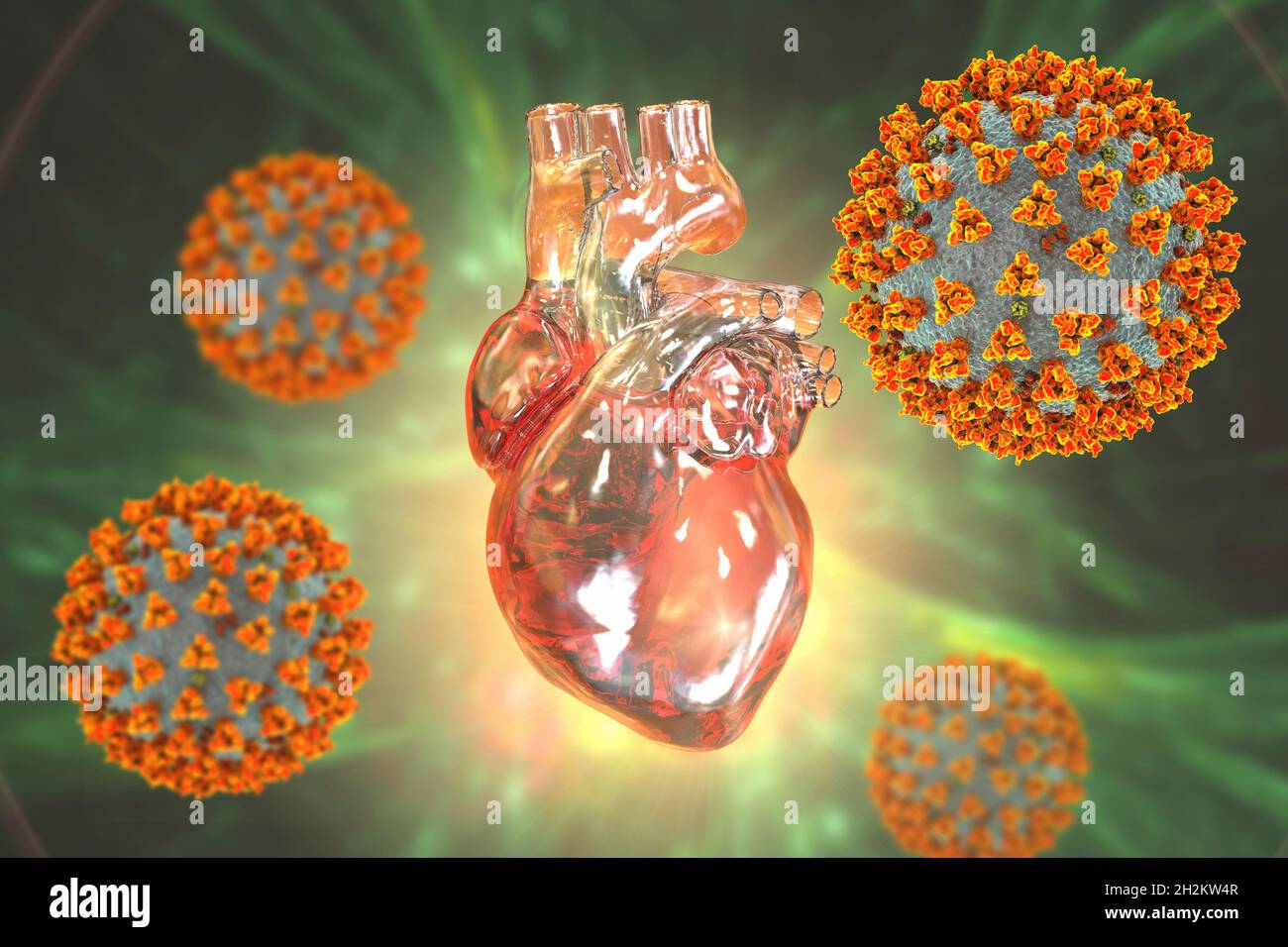 Covid-19 viruses affecting the heart, illustration Stock Photo