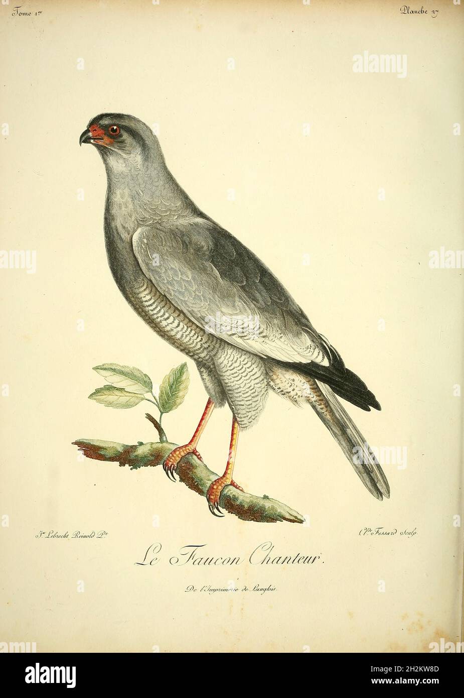 Singing falcon, 18th century illustration Stock Photo
