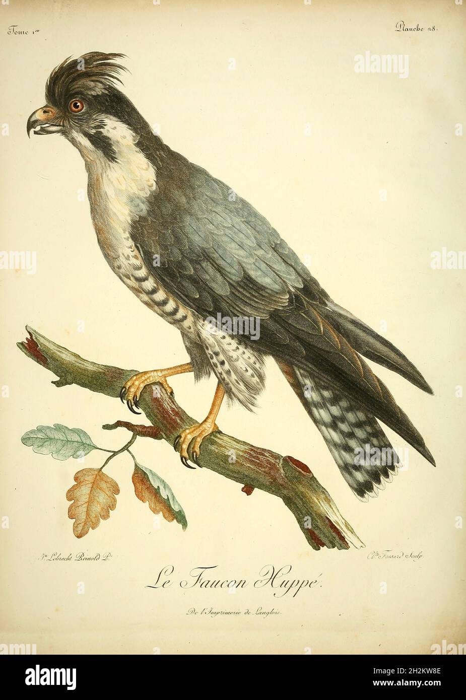 Crested falcon, 18th century illustration Stock Photo