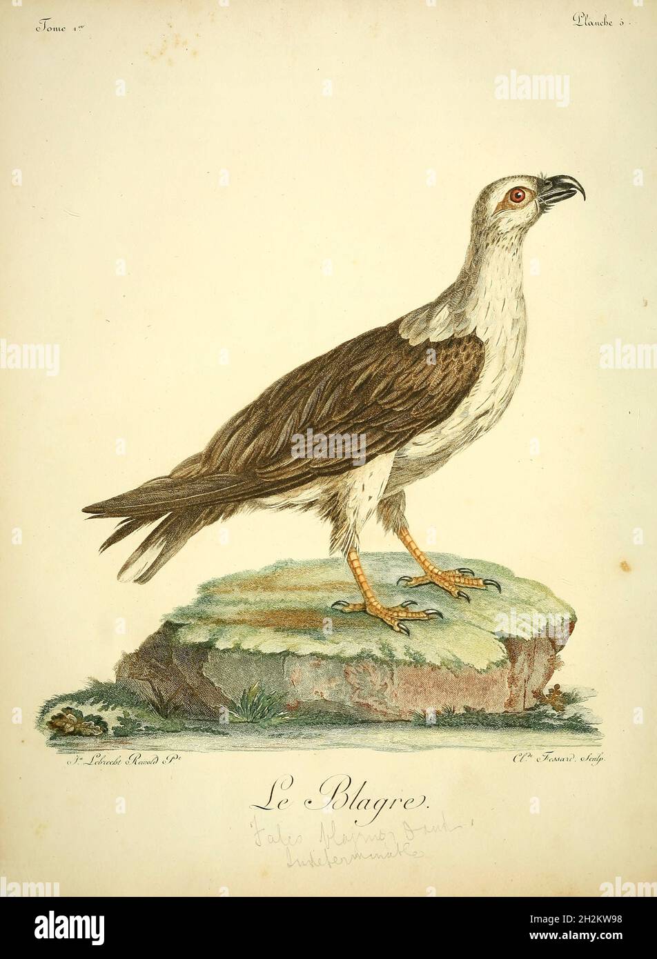 White breasted eagles hi-res stock photography and images - Alamy