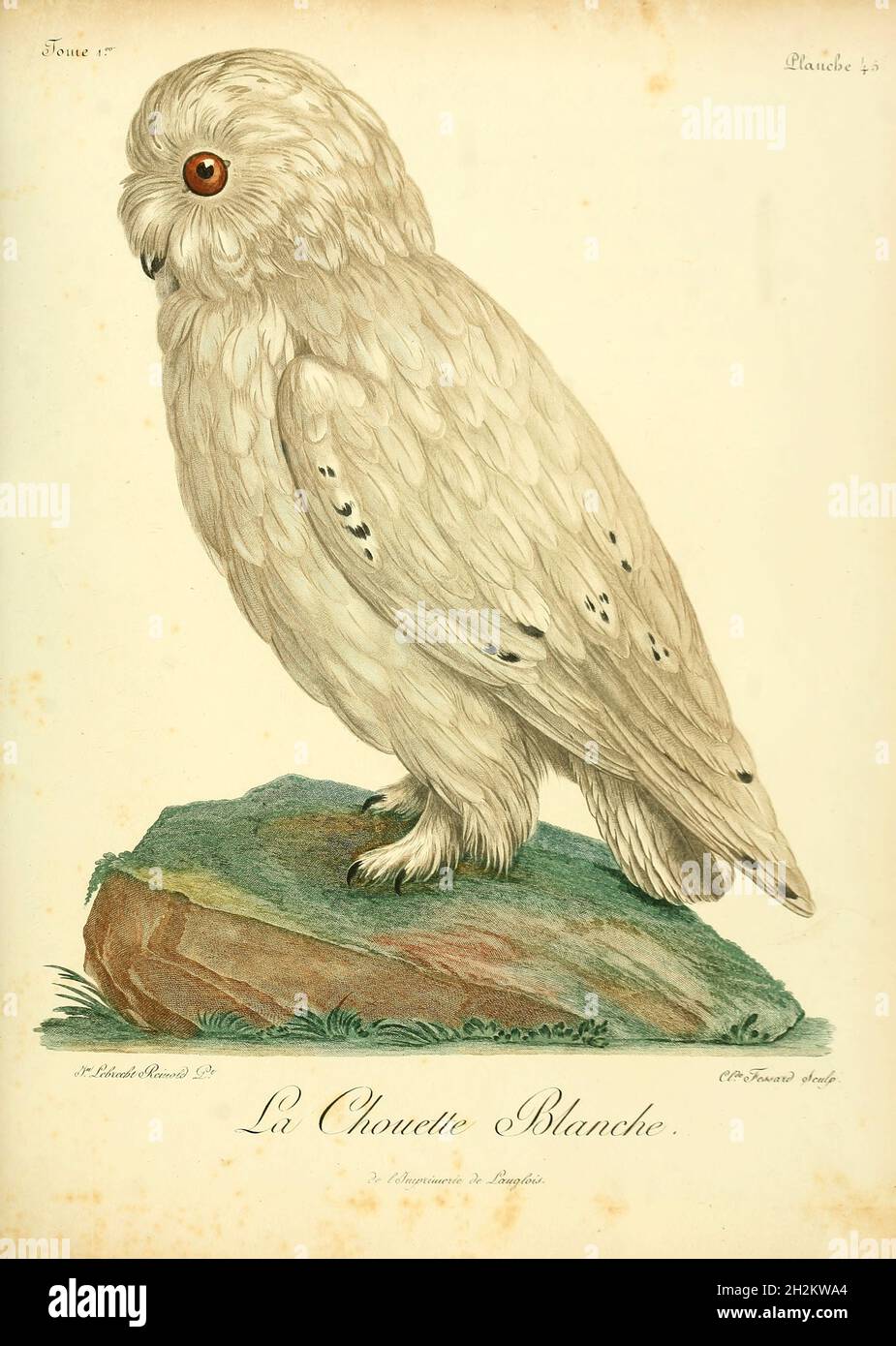 Barn owl, 18th century illustration Stock Photo