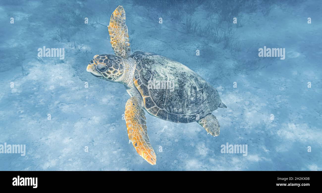 Caretta Caretta Turtle from Zakynthos, Greece, near the beach of ...