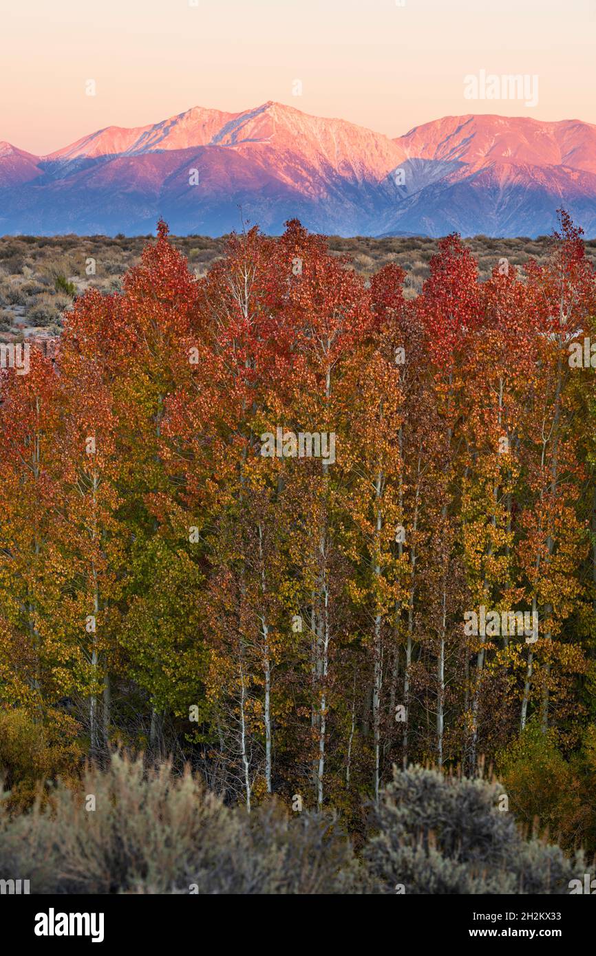 Fall colors protected in desert ravines near Mono Lake with sunset on White Mountain in the background Stock Photo