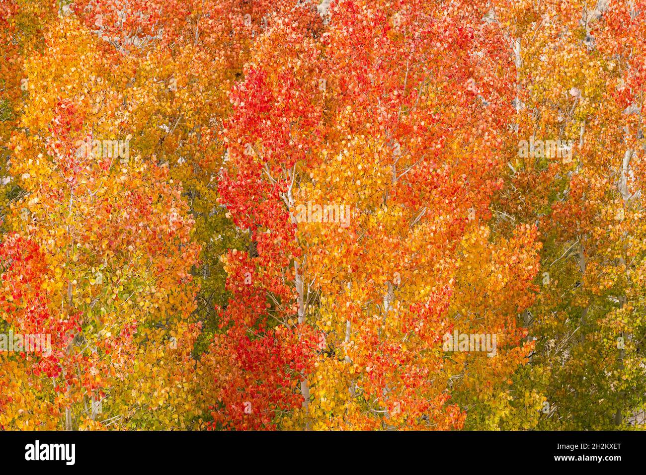 Fall colors protected in desert ravines near Mono Lake at sunrise. Stock Photo