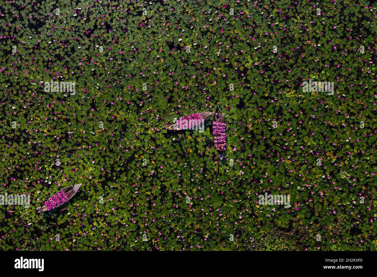 Barisal, Bangladesh. 22nd Oct, 2021. Aerial view taken with a drone of farmers collecting  Water Lily on the river to distribute in the local markets on October 22, 2021 in Barisal, Bangladesh. (Photo by Anindita Roy/ Eyepix Group) Credit: Eyepix Group/Alamy Live News Stock Photo
