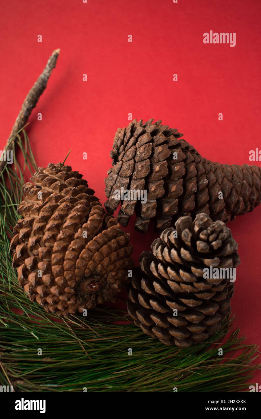 Some pine cones and pine branches on a bright red surface Stock Photo