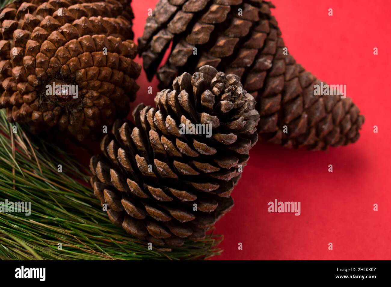 Some pine cones and pine branches on a bright red surface Stock Photo