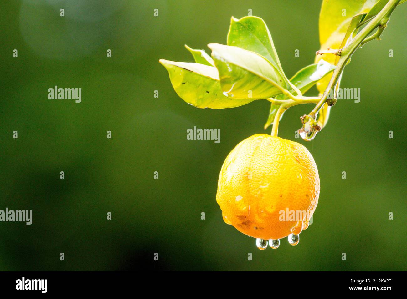 Single orange on an orange tree after a rain storm, wtih water on the flesh and droplets about to fall. Stock Photo