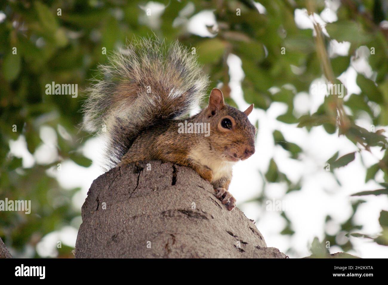 Eastern grey squirrel looking at camera, sitting on stump in California