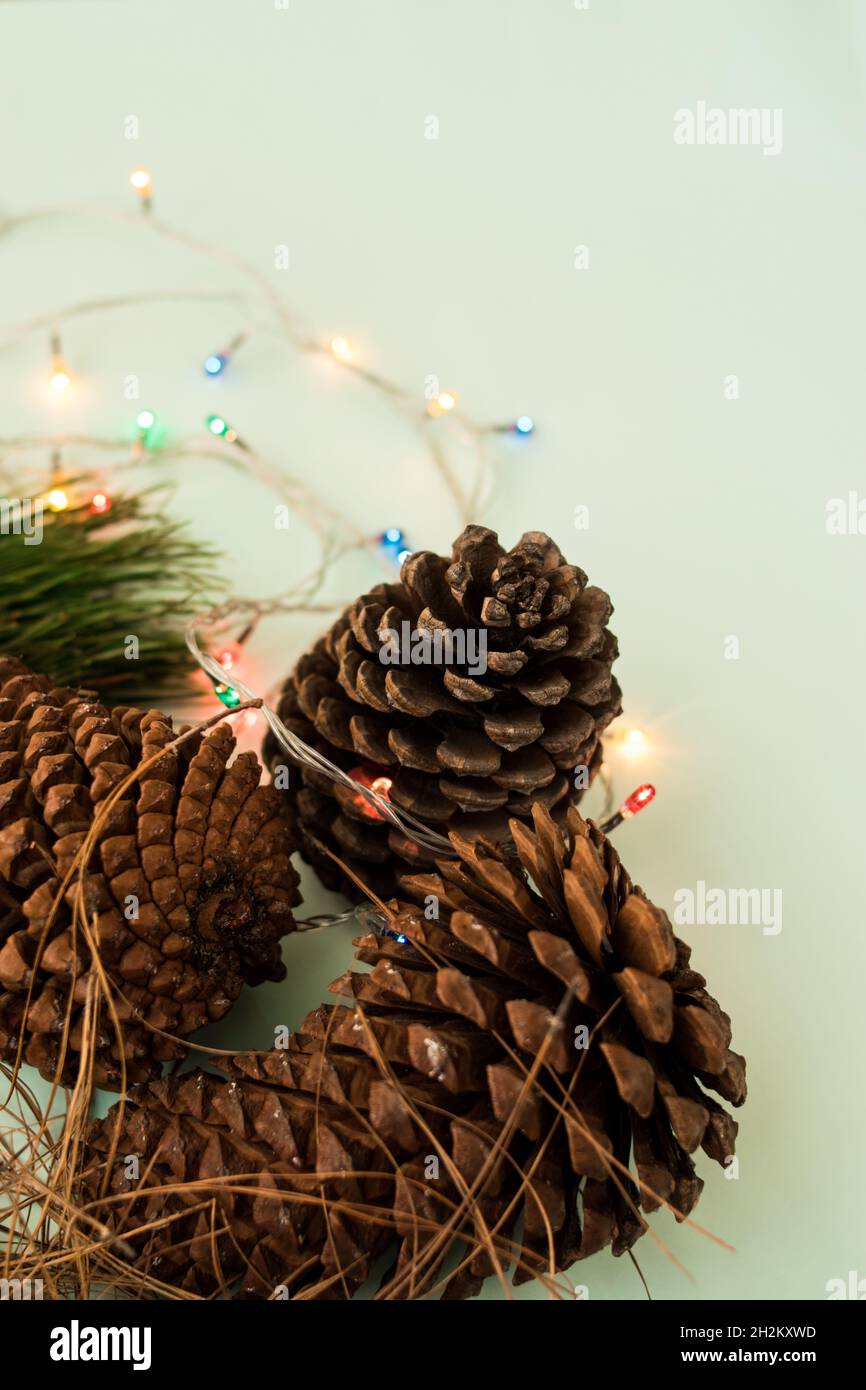 Some pine cones and pine branches on a bright green surface Stock Photo