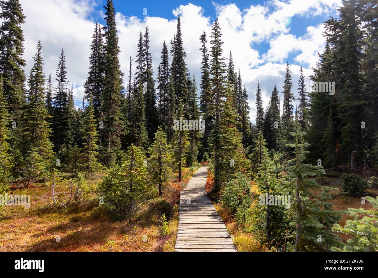 Hiking trail outdoors in Canadian nature. Sunny Fall Season Stock Photo ...