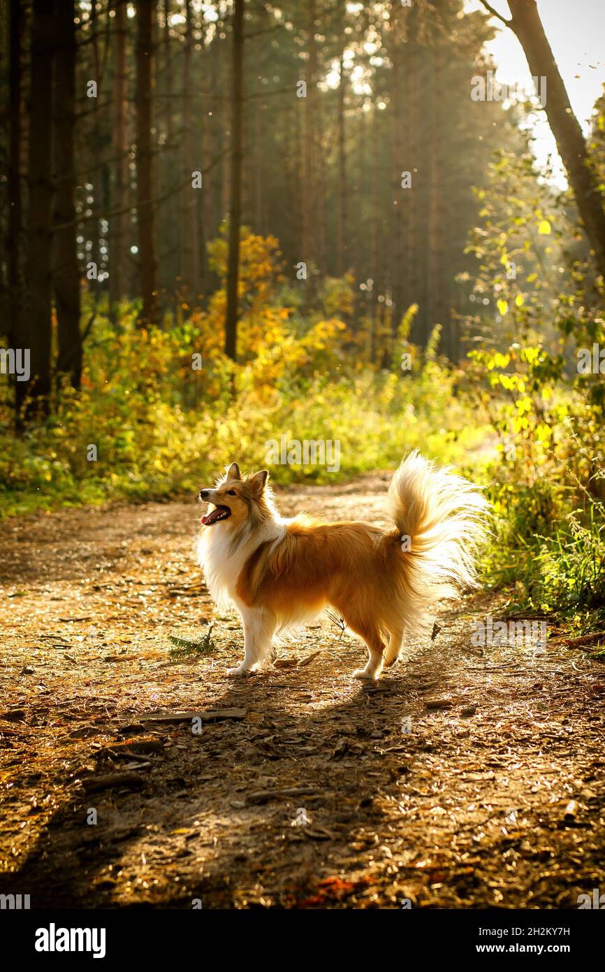 Dog in the woods. Sheltie in the forest in nature Stock Photo - Alamy