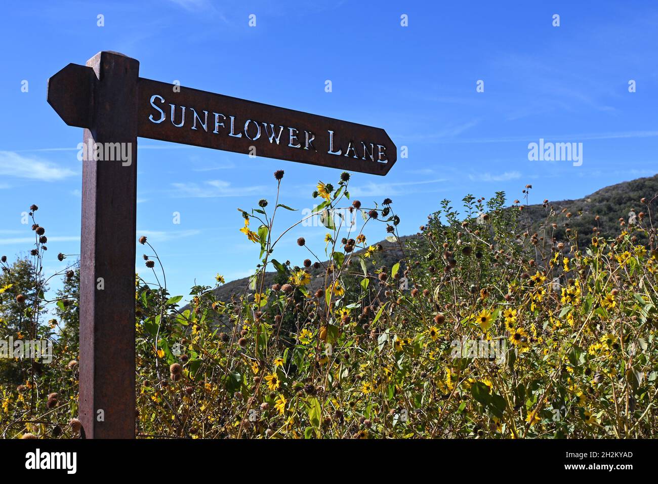 OAK GLEN, CALIFORNIA - 10 OCT 2021: Sunflower Lane sign in the Wildlands Conservancy Oak Glen Preserve in the foothills of the San Bernardino Mountain Stock Photo