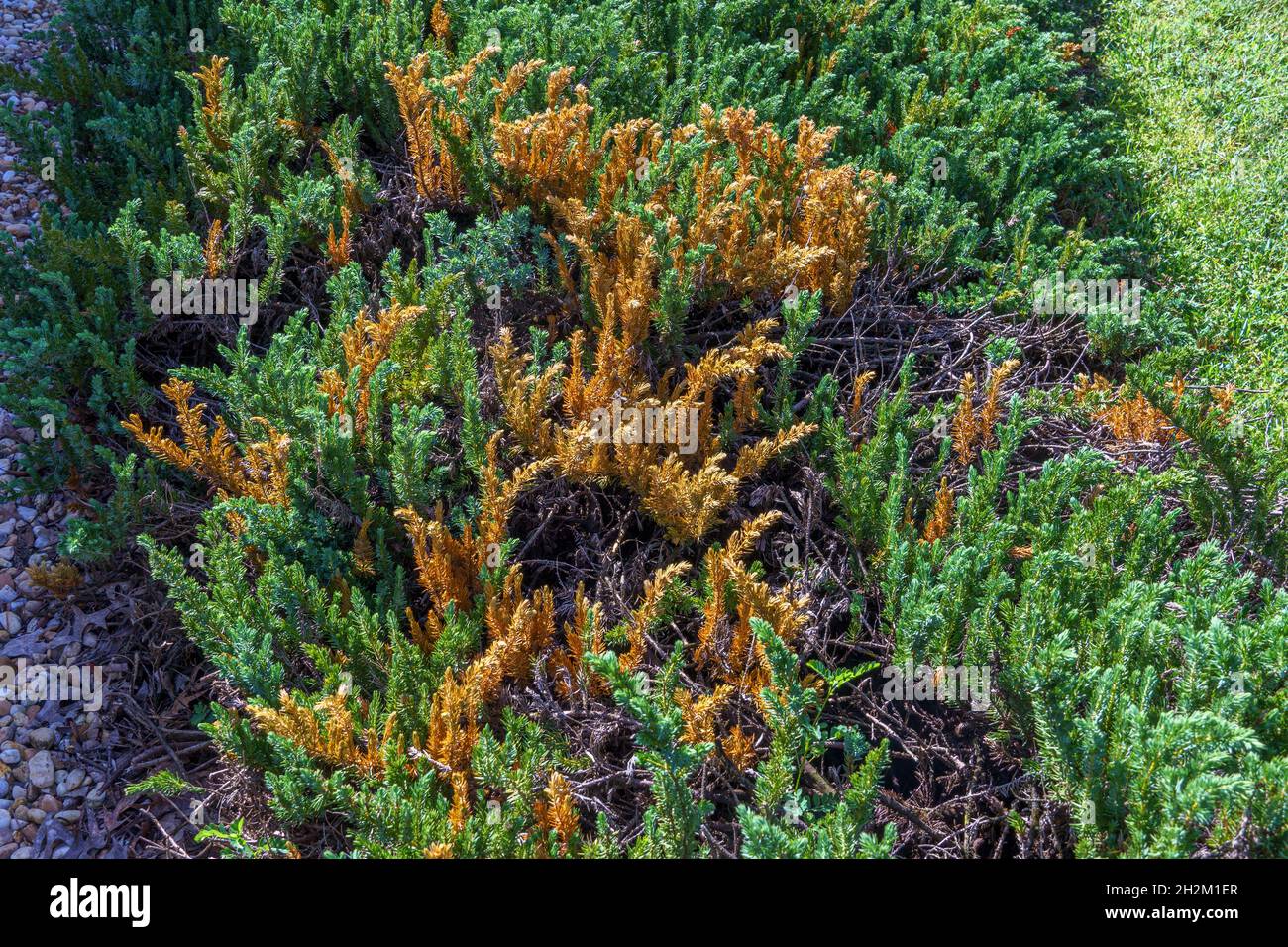 Shore juniper plants (Juniperus conferta) infected with Phomopsis juniperovora fungal disease - Homosassa, Florida, USA Stock Photo
