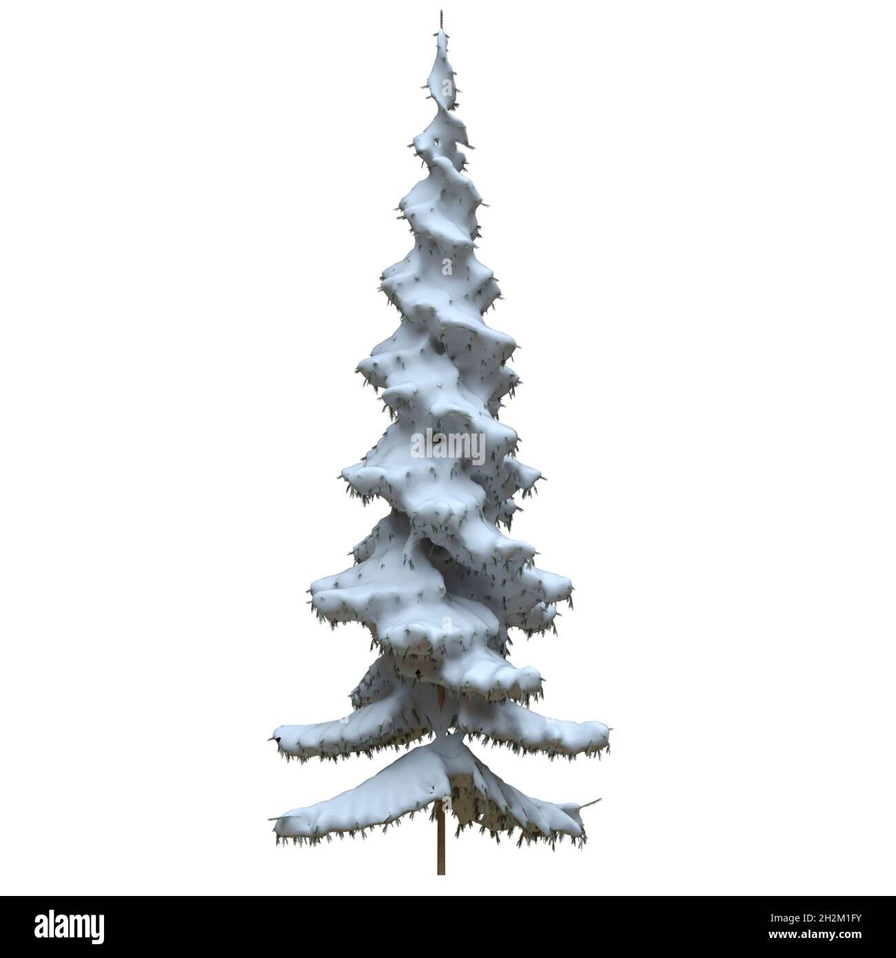3D illustration winter fir tree in the snow isolated on white ...