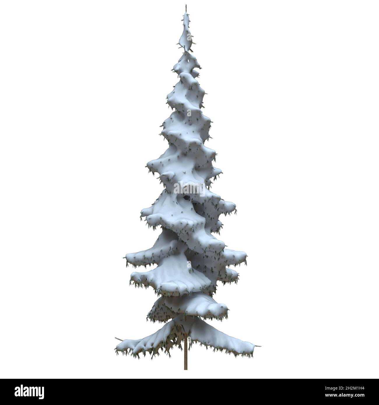 3D illustration winter fir tree in the snow isolated on white ...