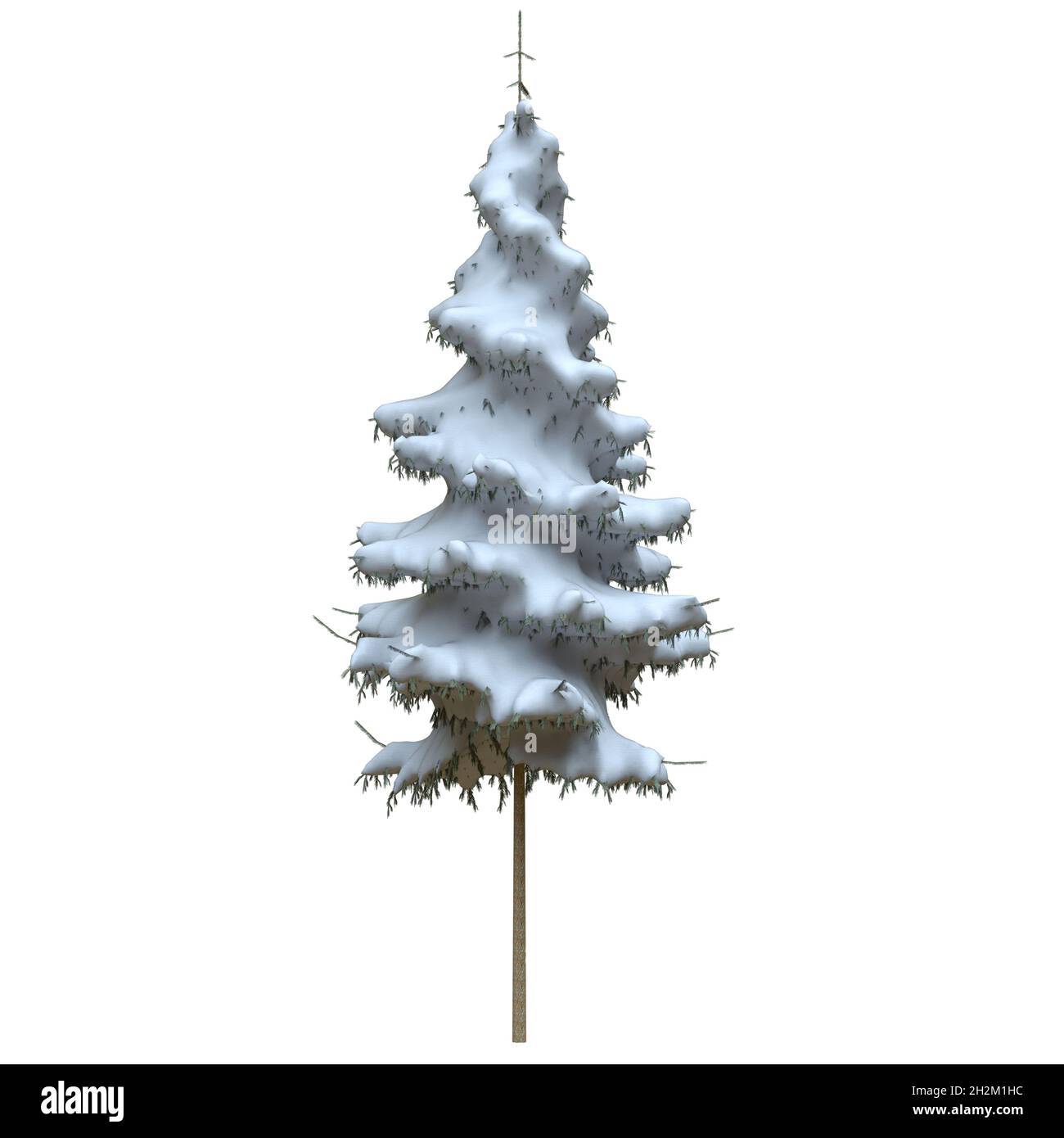 3D illustration winter fir tree in the snow isolated on white ...
