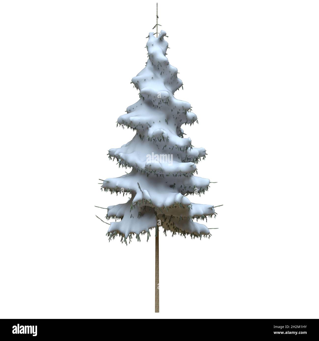 3D illustration winter fir tree in the snow isolated on white ...