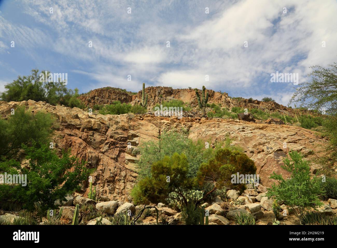 Mexican desert landscape Stock Photo - Alamy