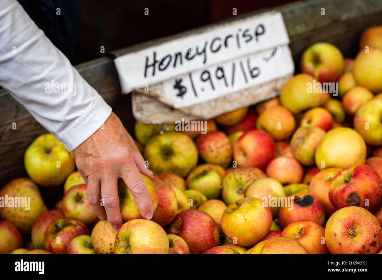 An older woman's hand reaching into a bin of honeycrisp apples on a farm. Stock Photo