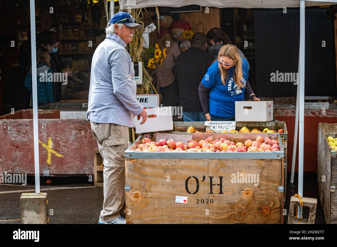 A man and woman choose honeycrisp apples at High Hill Ranch, in the Sierra Nevada foothills in the Apple Hill area. Stock Photo
