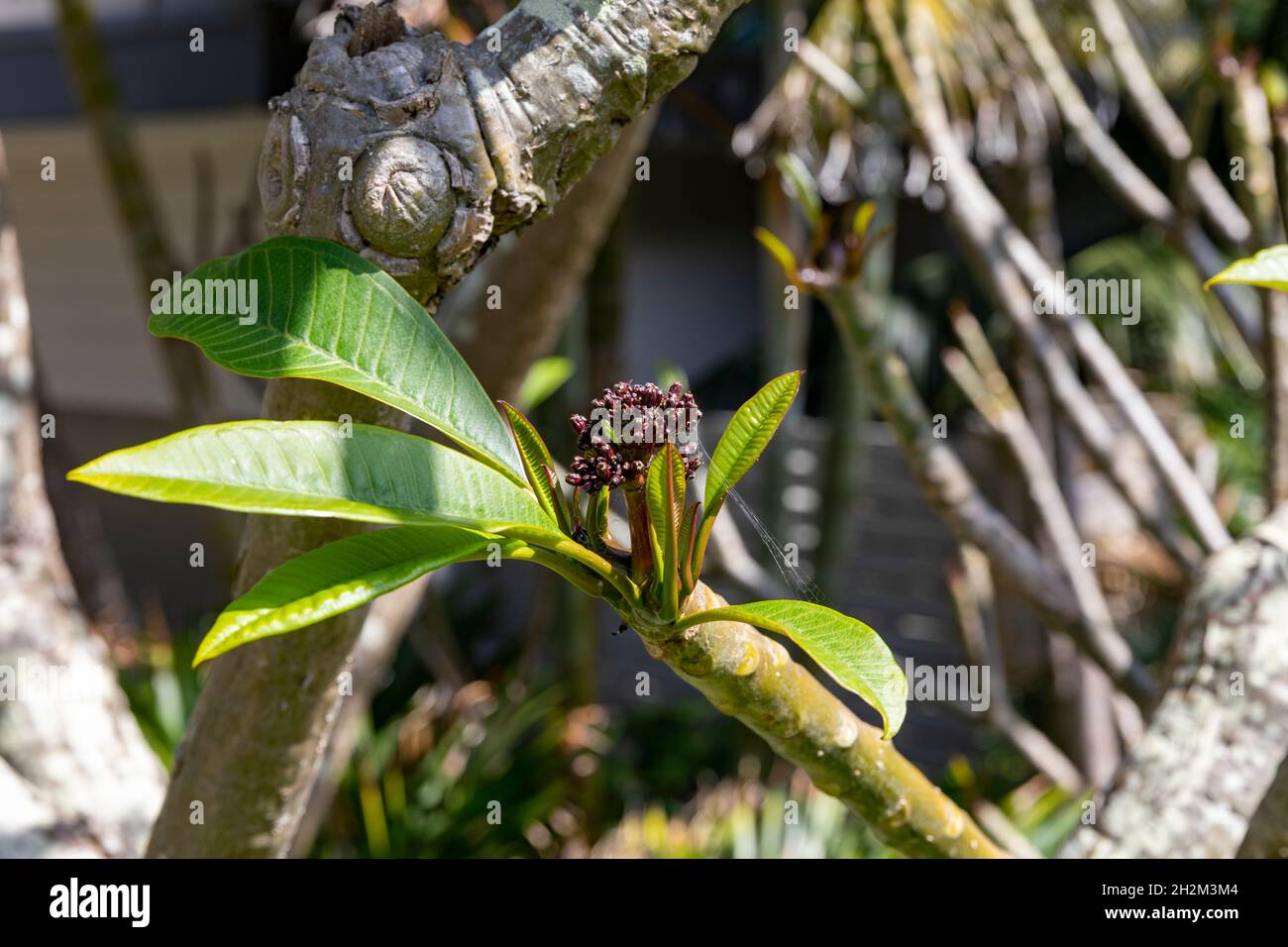 Frangipani shrub tree in Sydney buds emerge in the spring warm weather