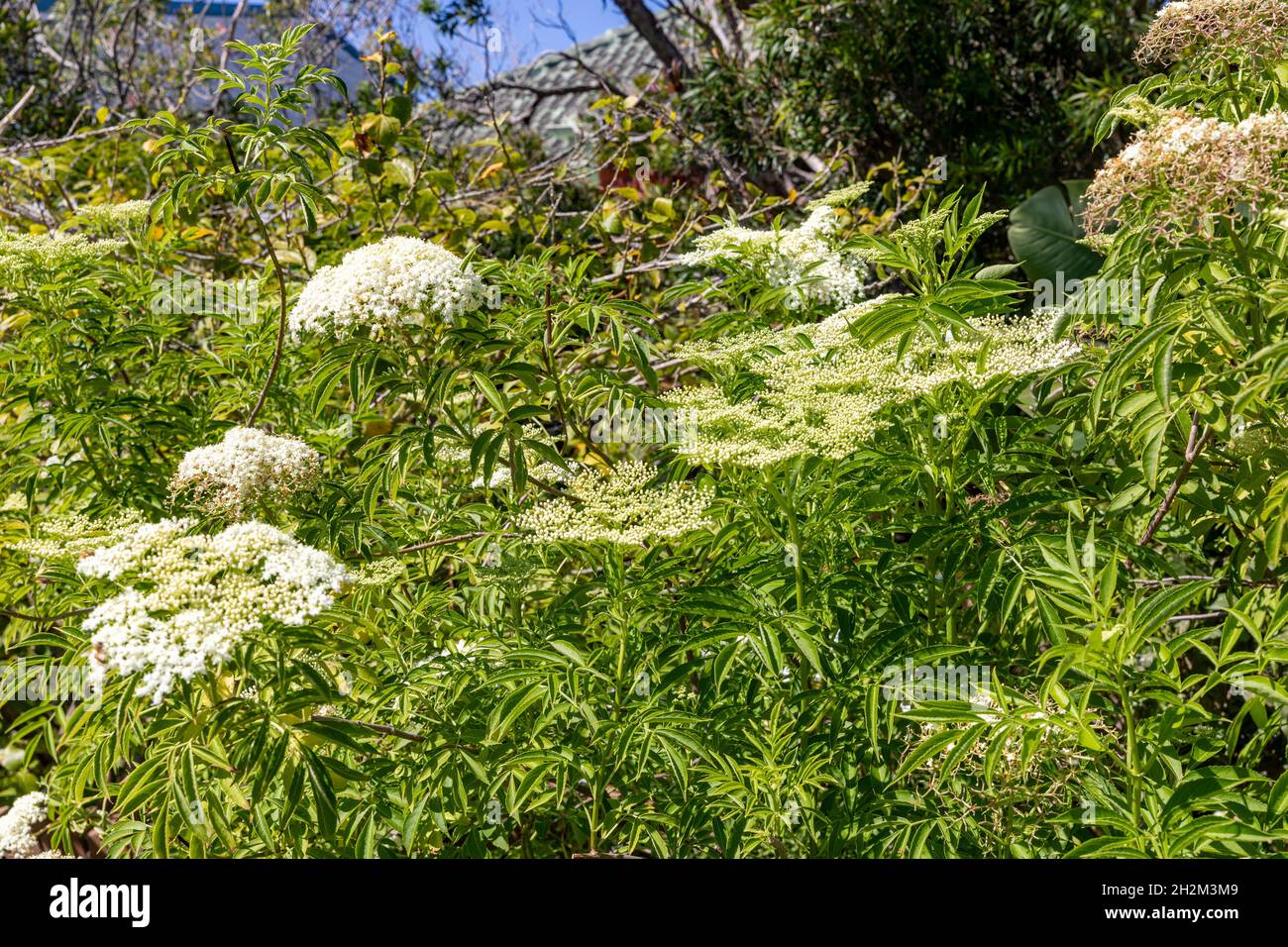 Sambucus plant, canadensis with white flowers on a spring day in Sydney,NSW,Australia Stock Photo