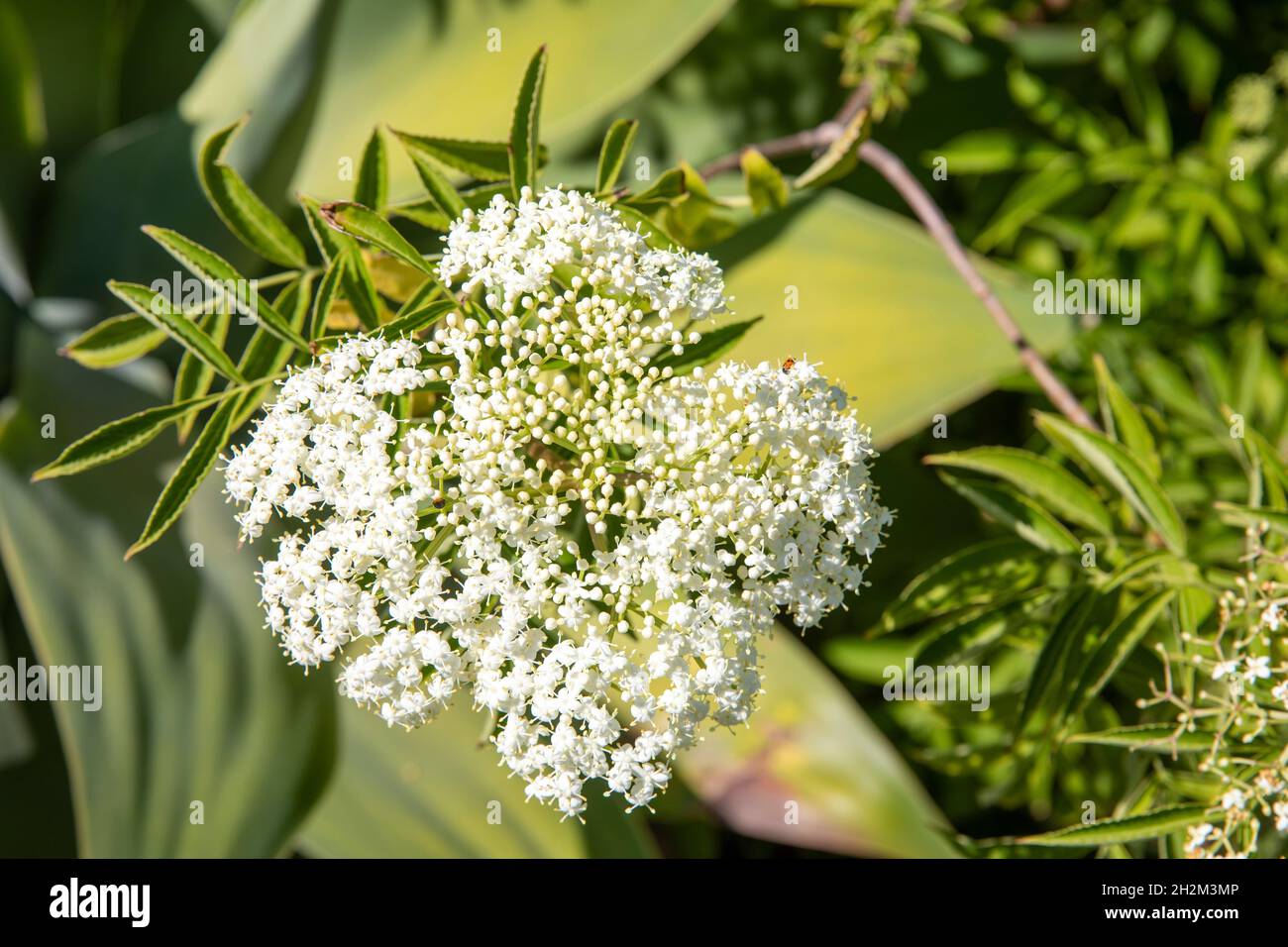 Sambucus plant, canadensis with white flowers on a spring day in Sydney,NSW,Australia Stock Photo