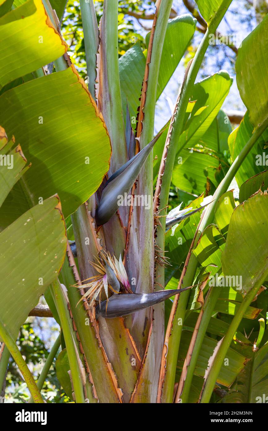 strelitzia Nicolai Giant white bird of paradise tree with white flower in  Sydney,NSW,Australia Stock Photo - Alamy