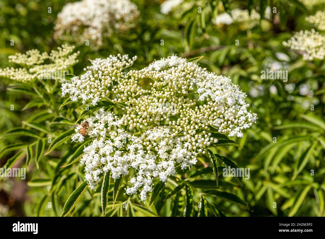 Sambucus nigra canadensis white flowering elder or elderberry plant on Sydney northern beaches,NSW,Australia Stock Photo