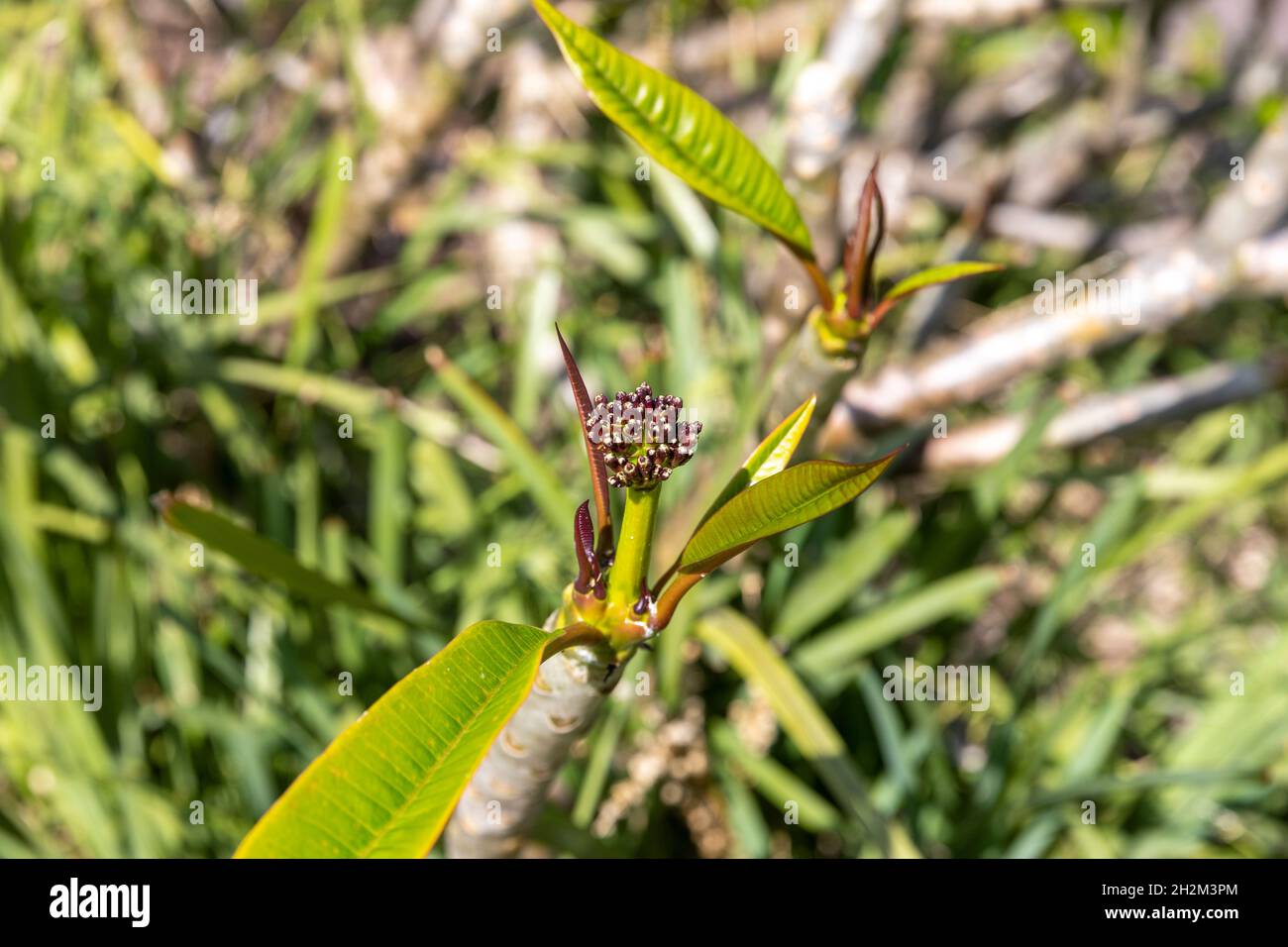Frangipani tree shrub, plumeria, spring day and the frangipani is