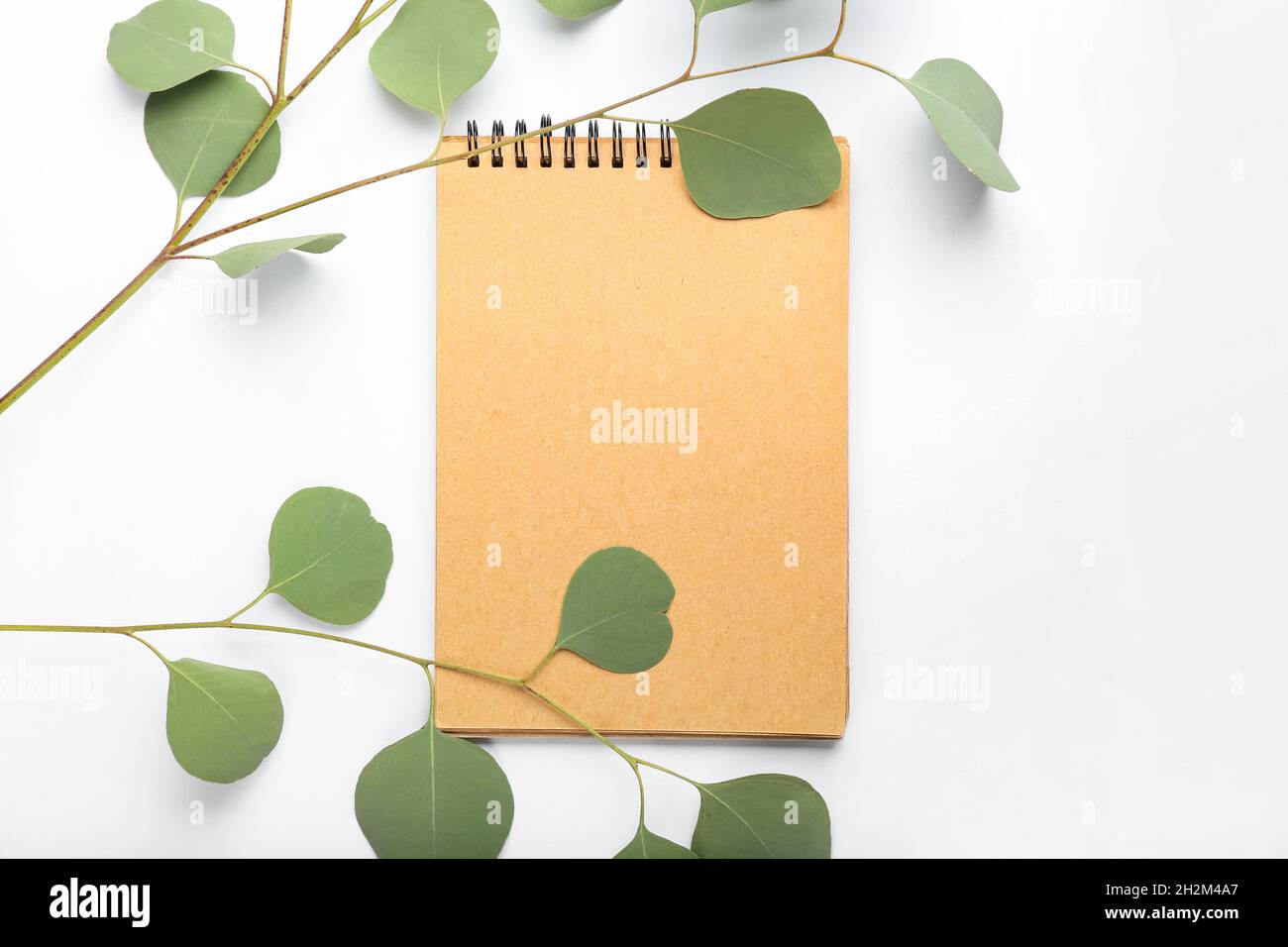 Blank notebook and eucalyptus branches on white background Stock Photo