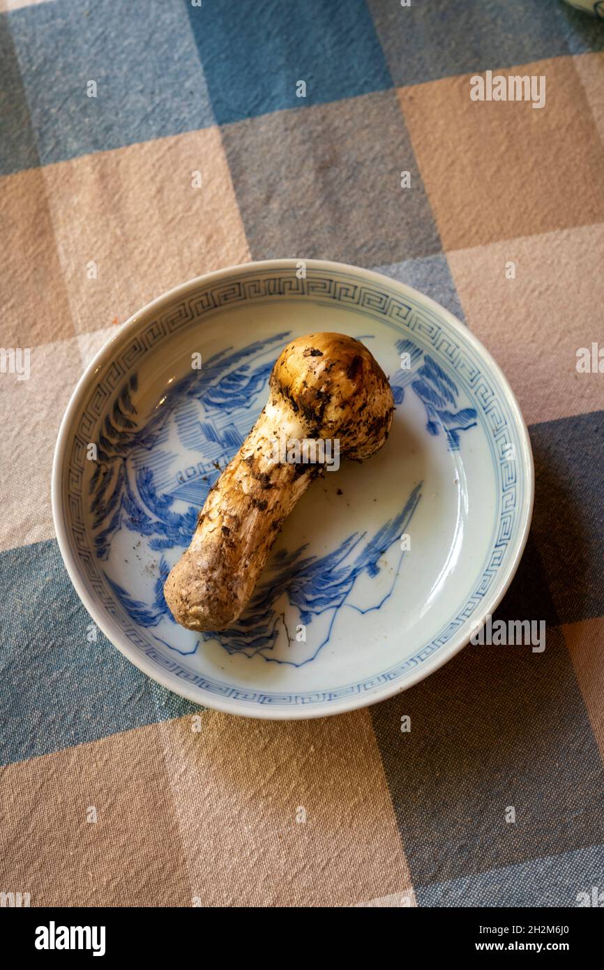 Raw matsutake mushroom. Matsutake  is a luxurious ingredient in Japanese cuisine. Stock Photo