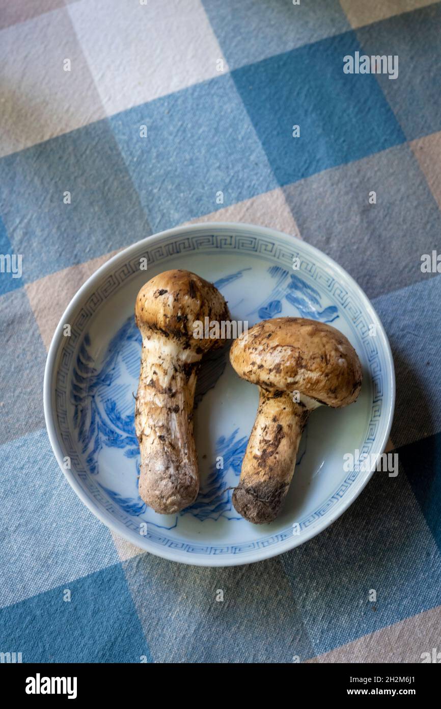 Raw matsutake mushrooms. Matsutake  is a luxurious ingredient in Japanese cuisine. Stock Photo