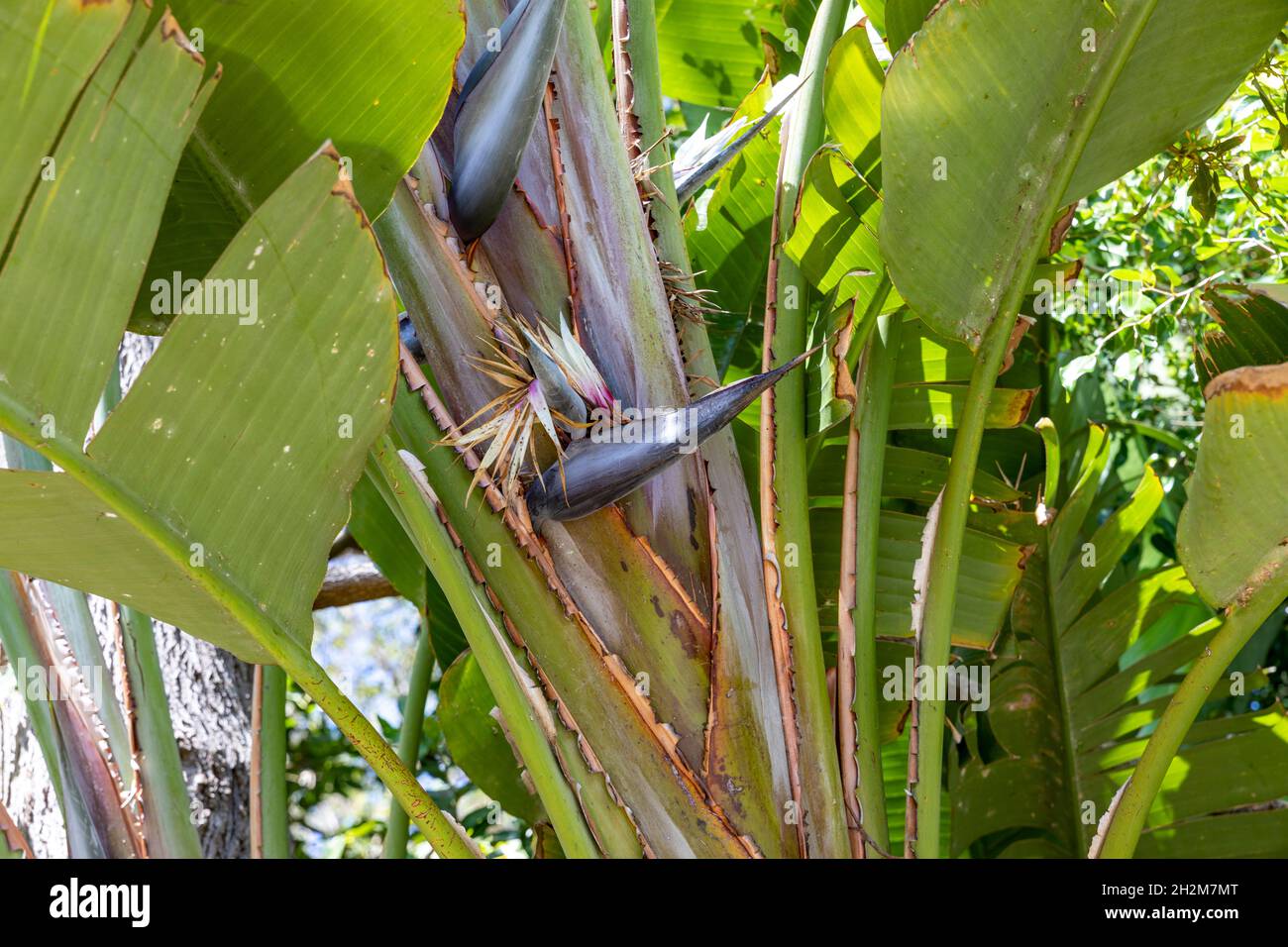 Giant white bird of paradise tree palm, strellizia Nicolai, in a Sydney tropical garden