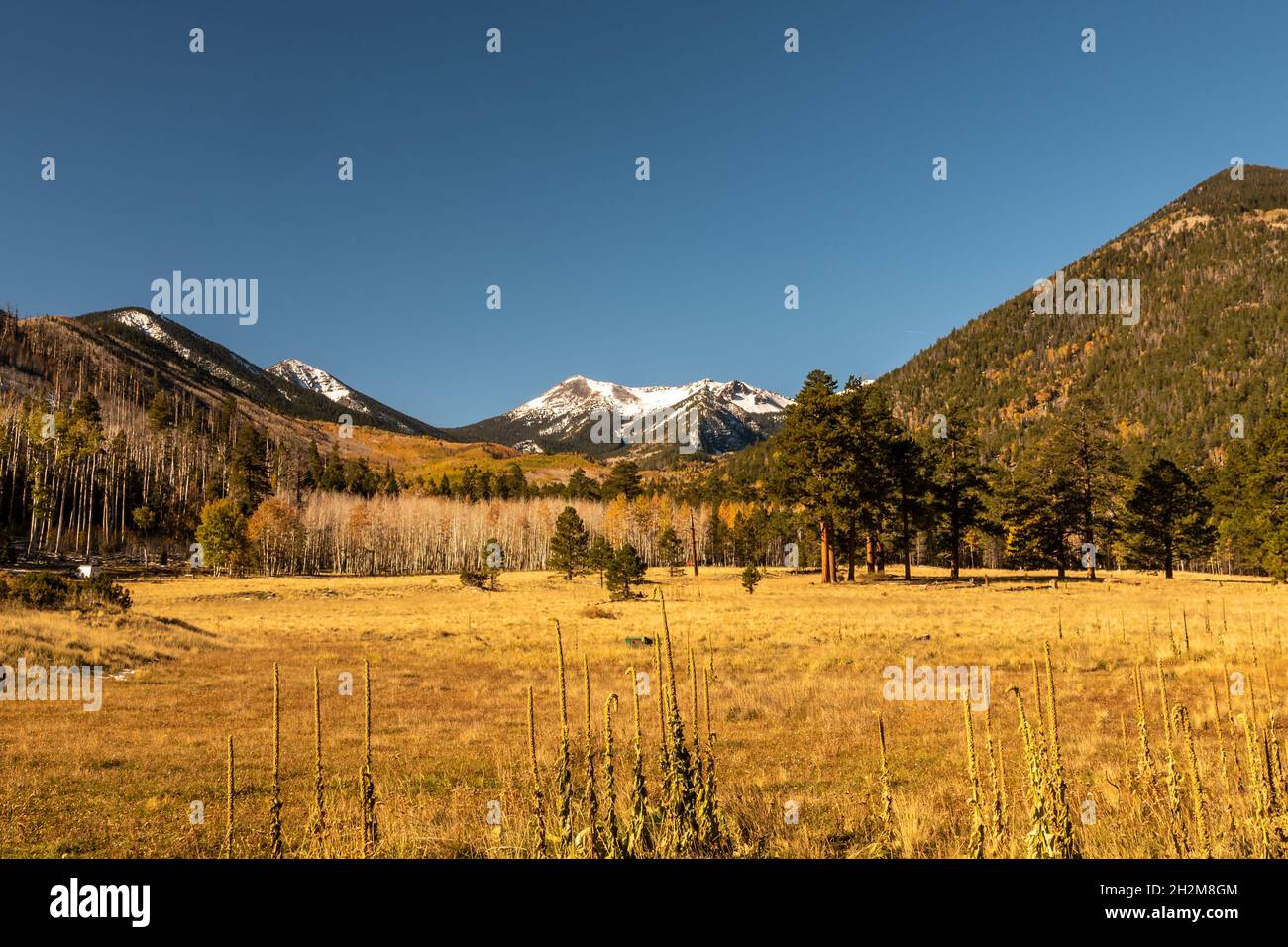 Lockett Meadow in Flagstaff, Arizona during fall season Stock Photo