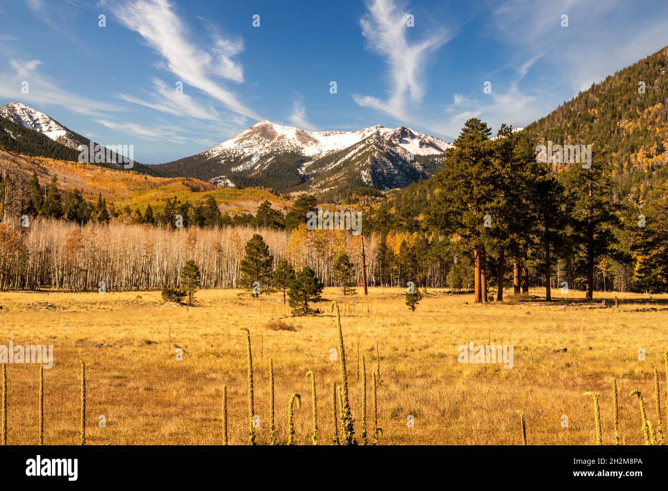 Lockett Meadow and San Francisco Peaks in Flagstaff, Arizona  Stock Photo