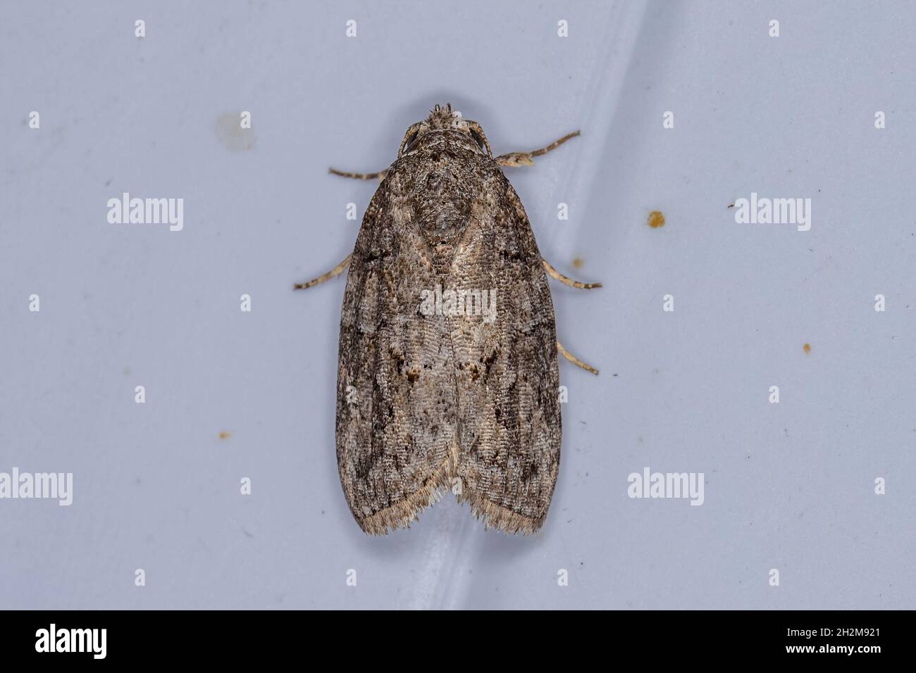 Adult Black-olive Caterpillar Moth of the species Garella nilotica Stock Photo