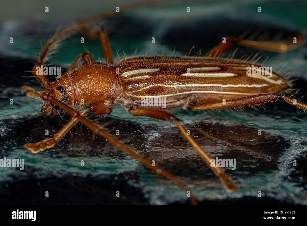 Typical Longhorn Beetle of the Species Eburodacrys dubitata Stock Photo