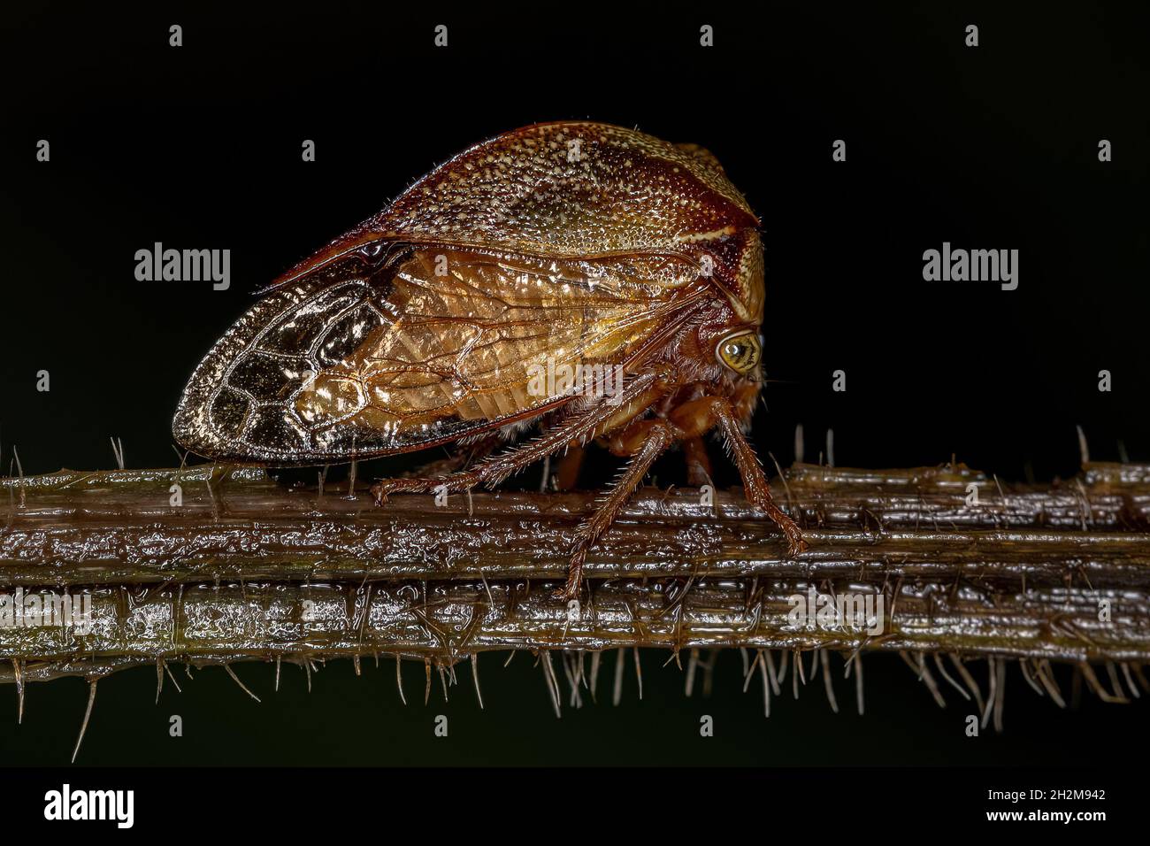 Adult Buffalo Treehopper of the Tribe Ceresini Stock Photo - Alamy
