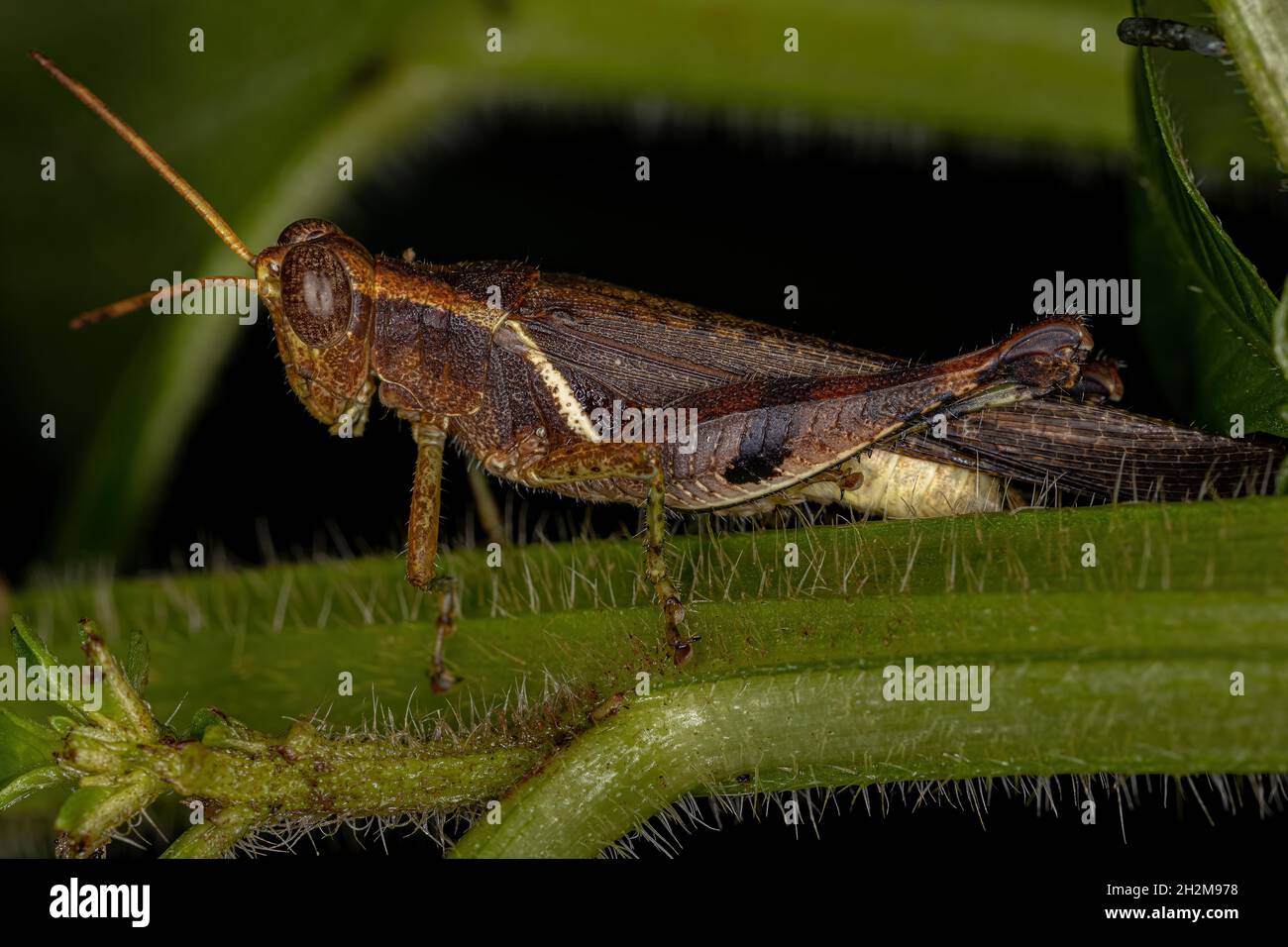 Adult Short-horned Grasshopper of the Family Acrididae Stock Photo - Alamy